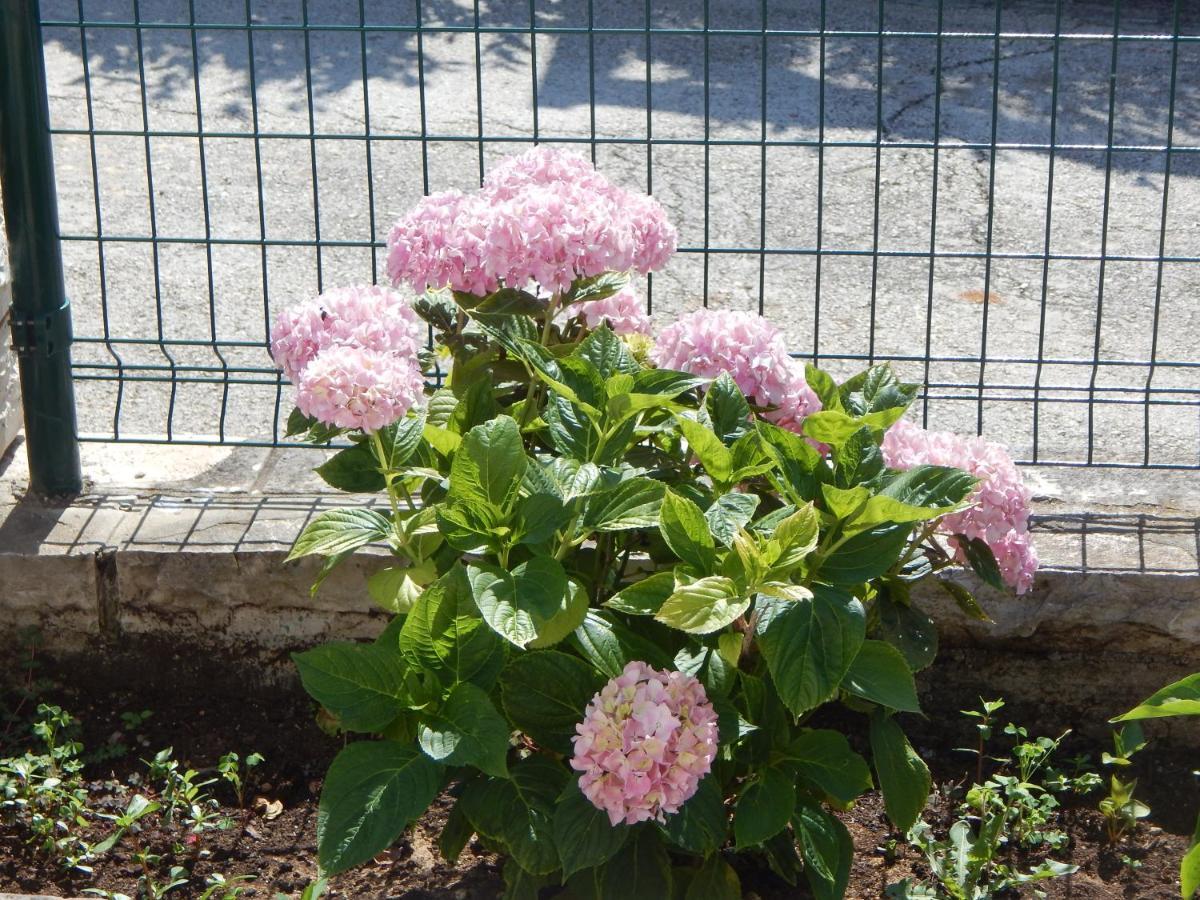 Apartament Duje Petrcane